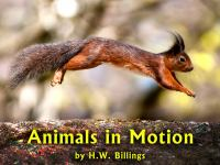 Animals_in_Motion